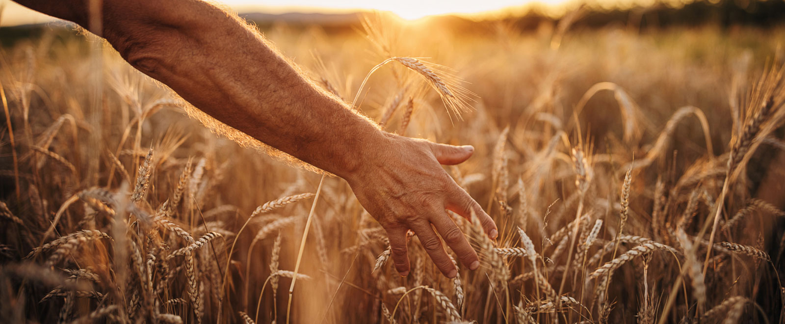 a hand running through the tops of wheat stalks